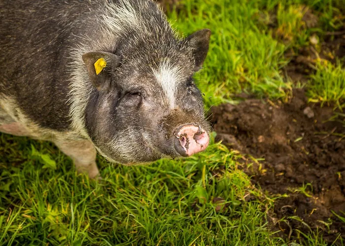 Lejlighed Bambichl Hoamat