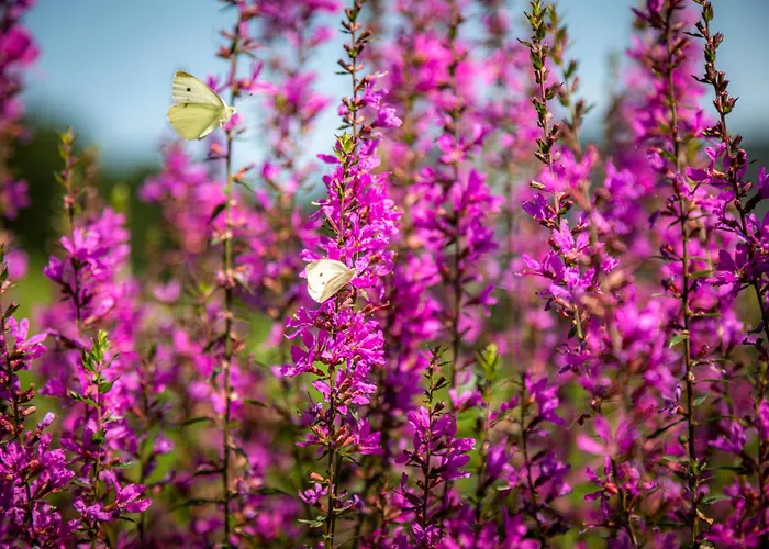 Bambichl Hoamat * Fuschl am See